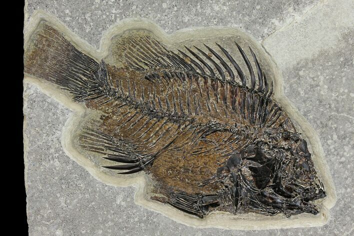 Fossil Fish (Priscacara) - Green River Formation #151603